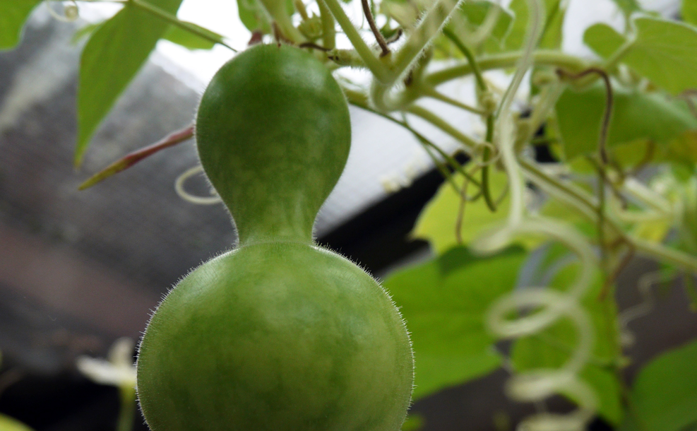 Bottle gourd