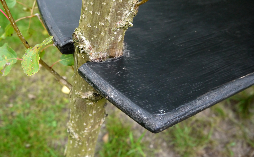 Detail tree trunk and plywood