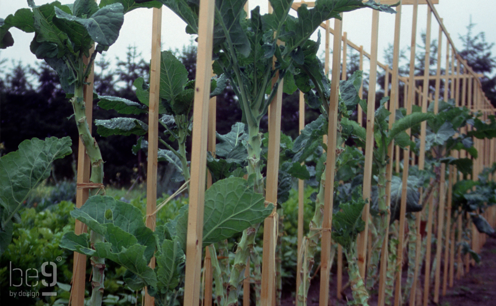 Jersey walking stick cabbages