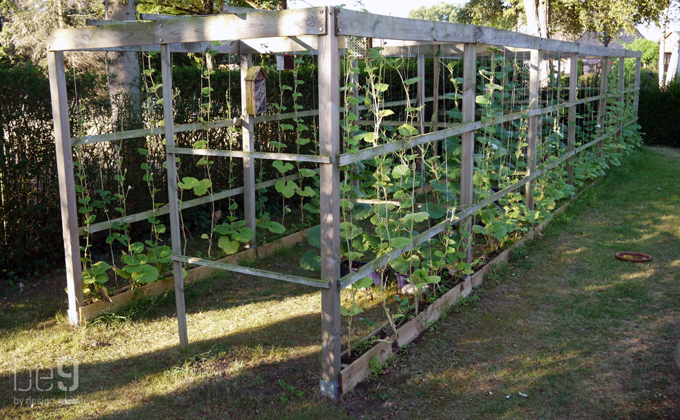 Wooden trellis with plants 