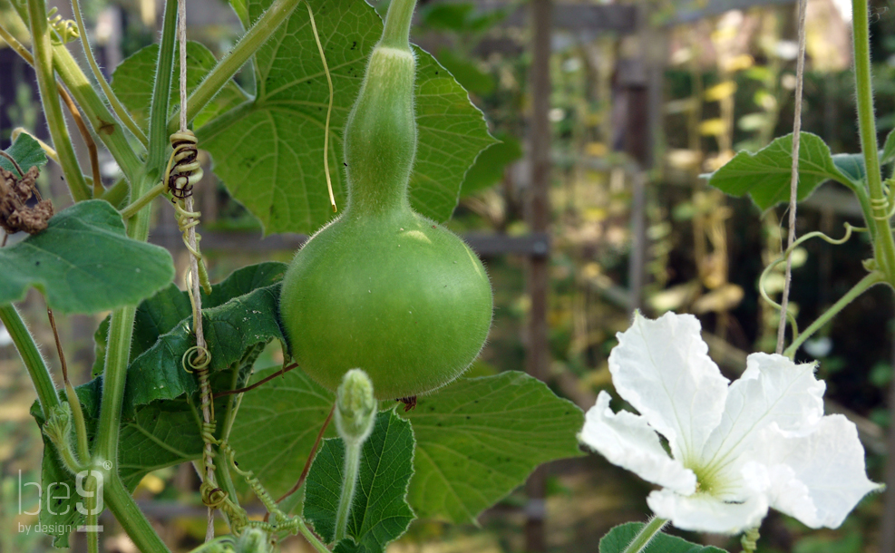 Bottle gourd with flower