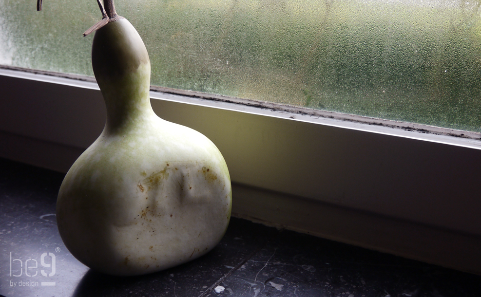 Harvested bottle gourd