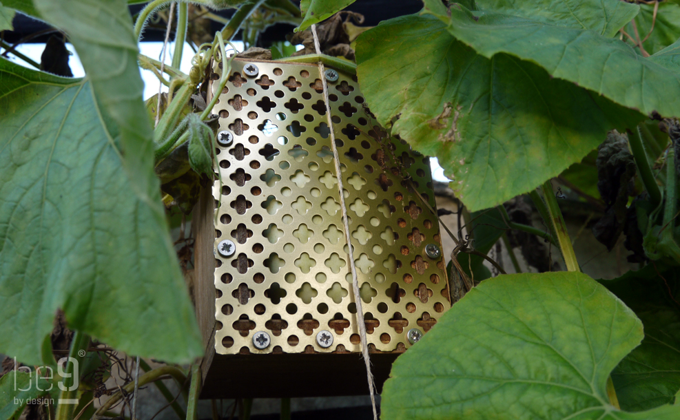 White gourd fully grown inside mould