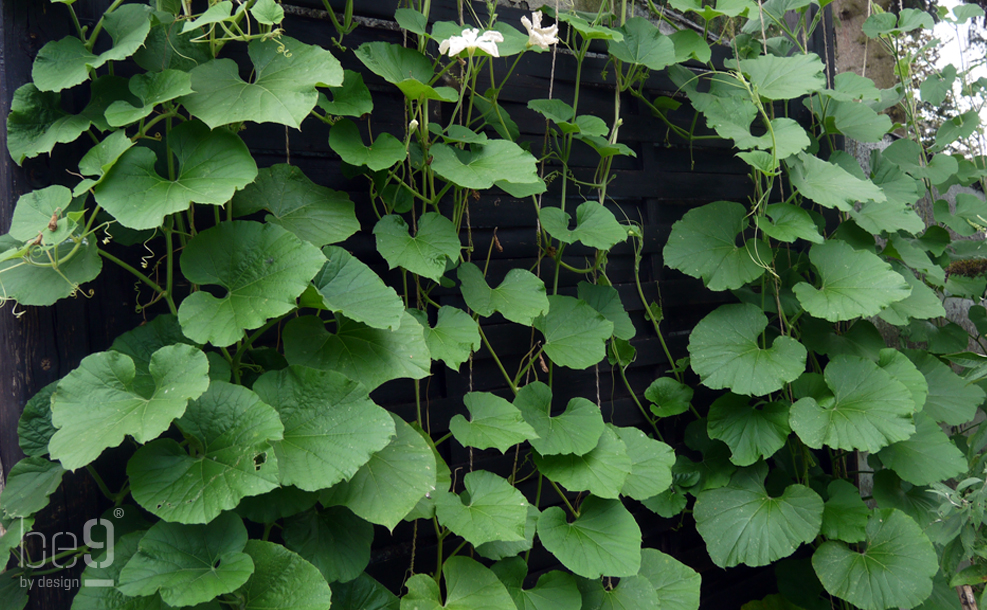 Gourd plants