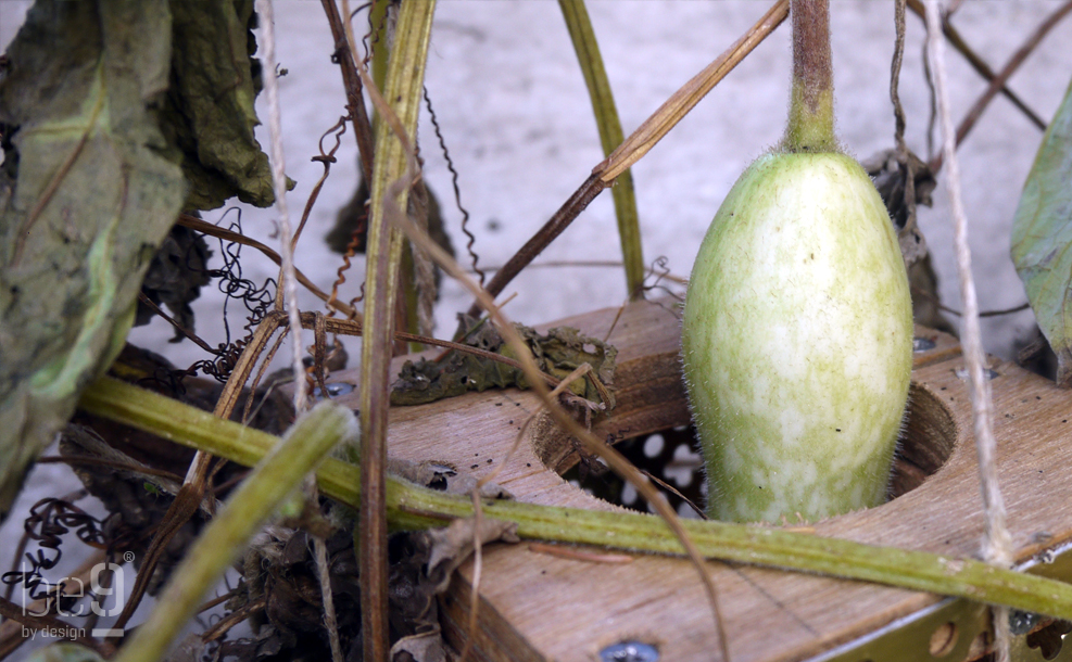 Gourd stem