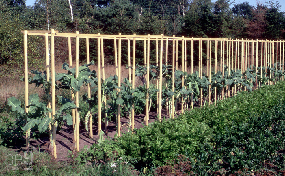 Walkingstick cabbages