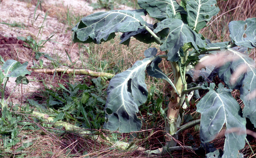 Cabbage angle