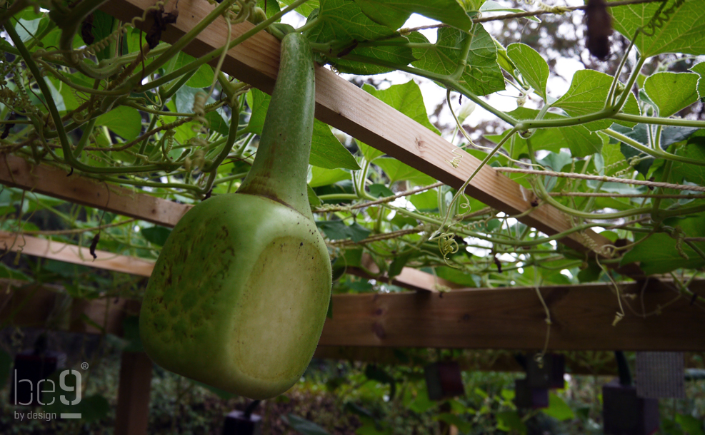 Modified Gourd bottles