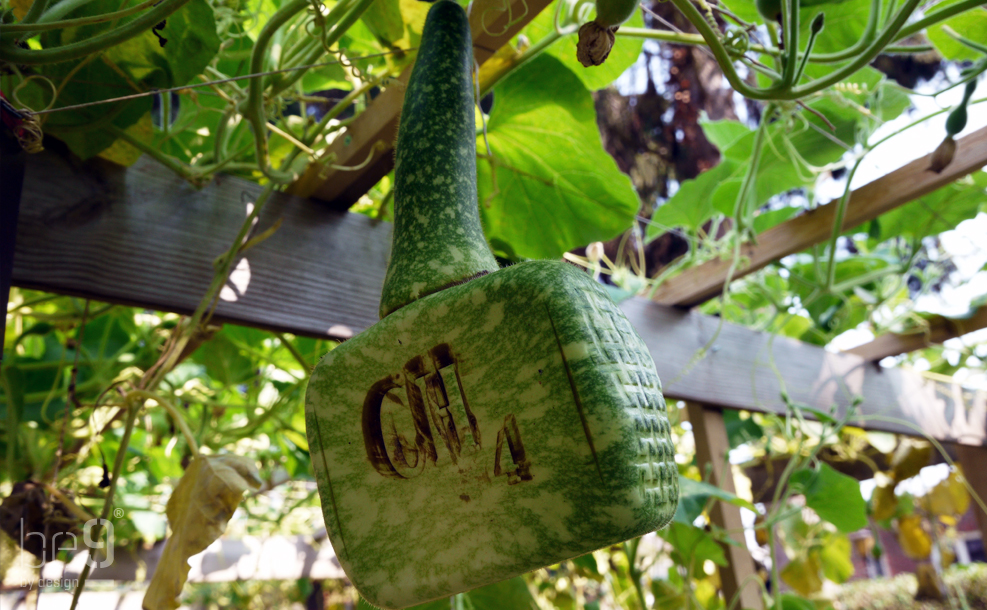 Modified Gourd bottles