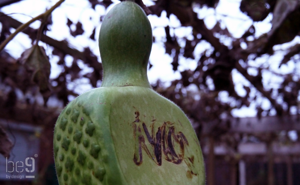 Modified Gourd bottles