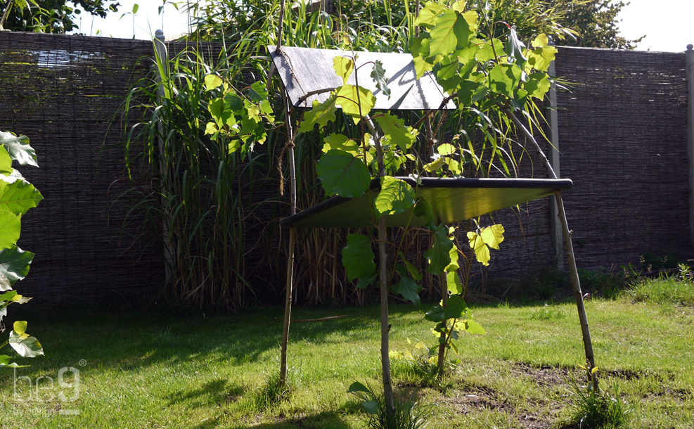 Poplar seat in summer